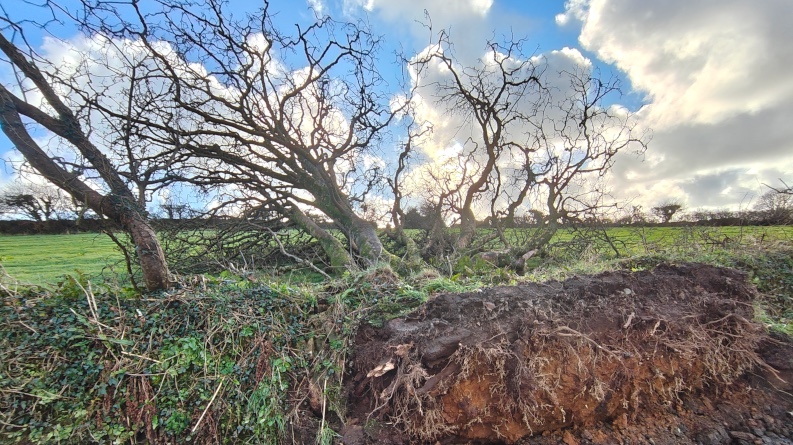Wind-bent trees above a Cornish hedge, Penwith