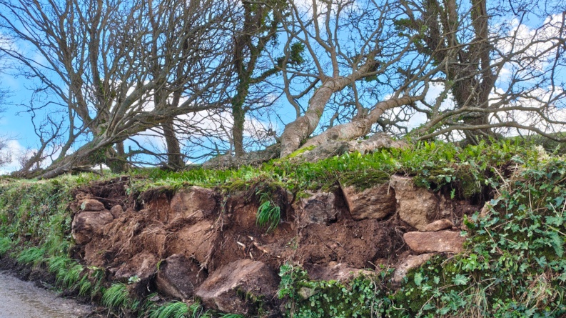 Exposed stones of a Cornish hedge after the storm