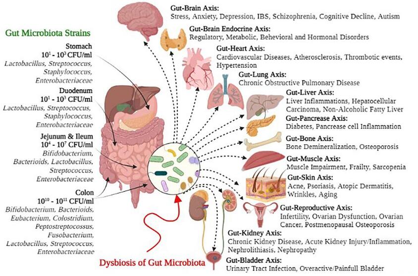 Gut Microbiota