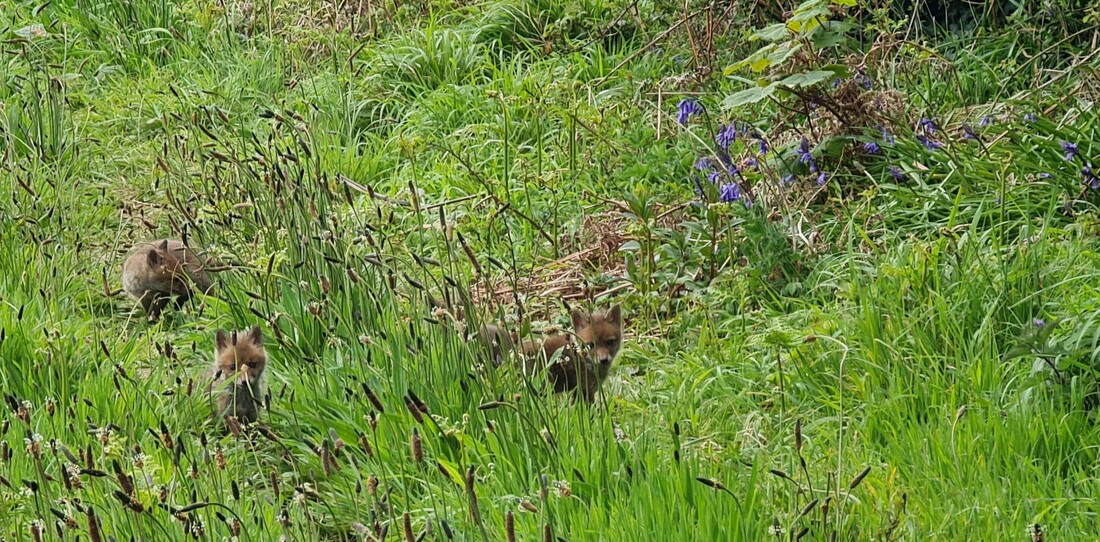 Fox cubs near their den on the edge of the field  - vibrant green grass and wild flowers, full of life