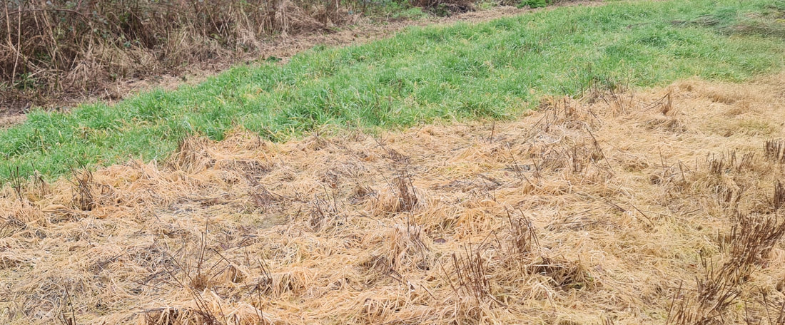 The line between sprayed and unsprayed - the place where green meets yellow grass, sprayed, grass