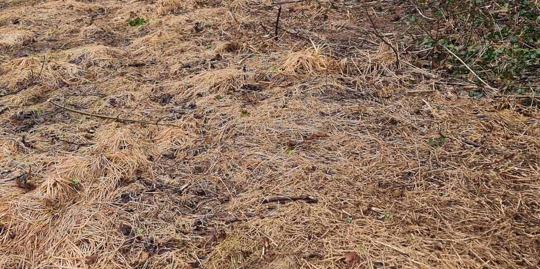 The same place, a couple of weeks after spraying - all the grass is deathly yellow