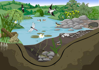 A drawing of a cross section of a pond full of life